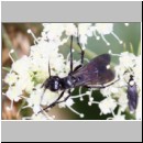 Anoplius viaticus - Wegwespe w001b 10mm -  OS-Hellern Waldwiese det.jpg